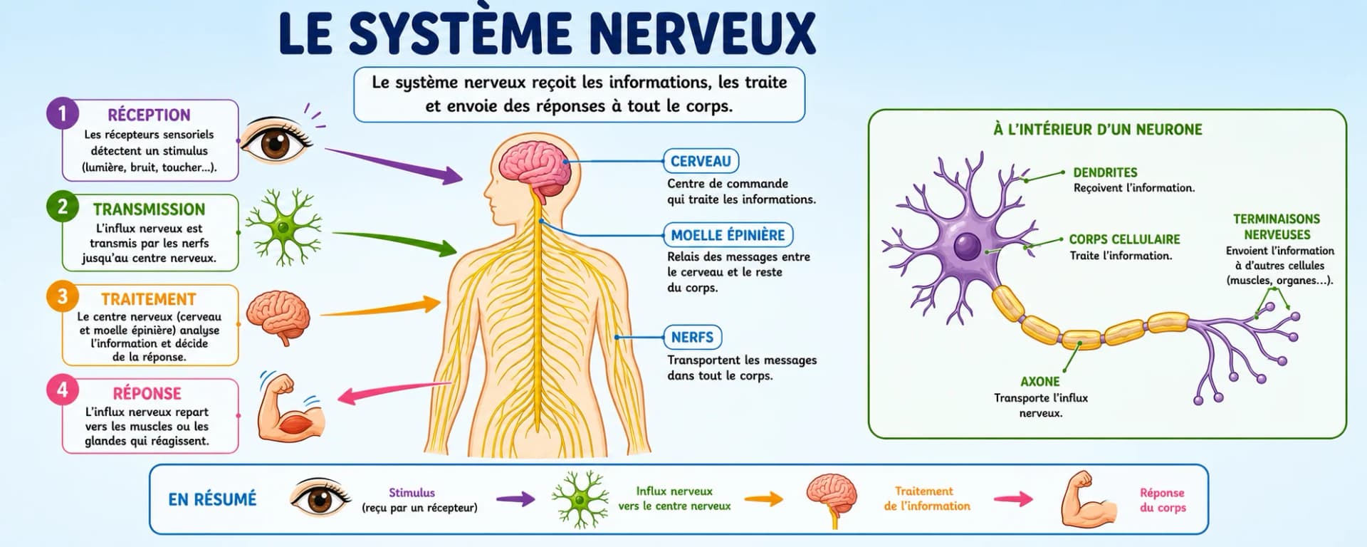 Le Système nerveux